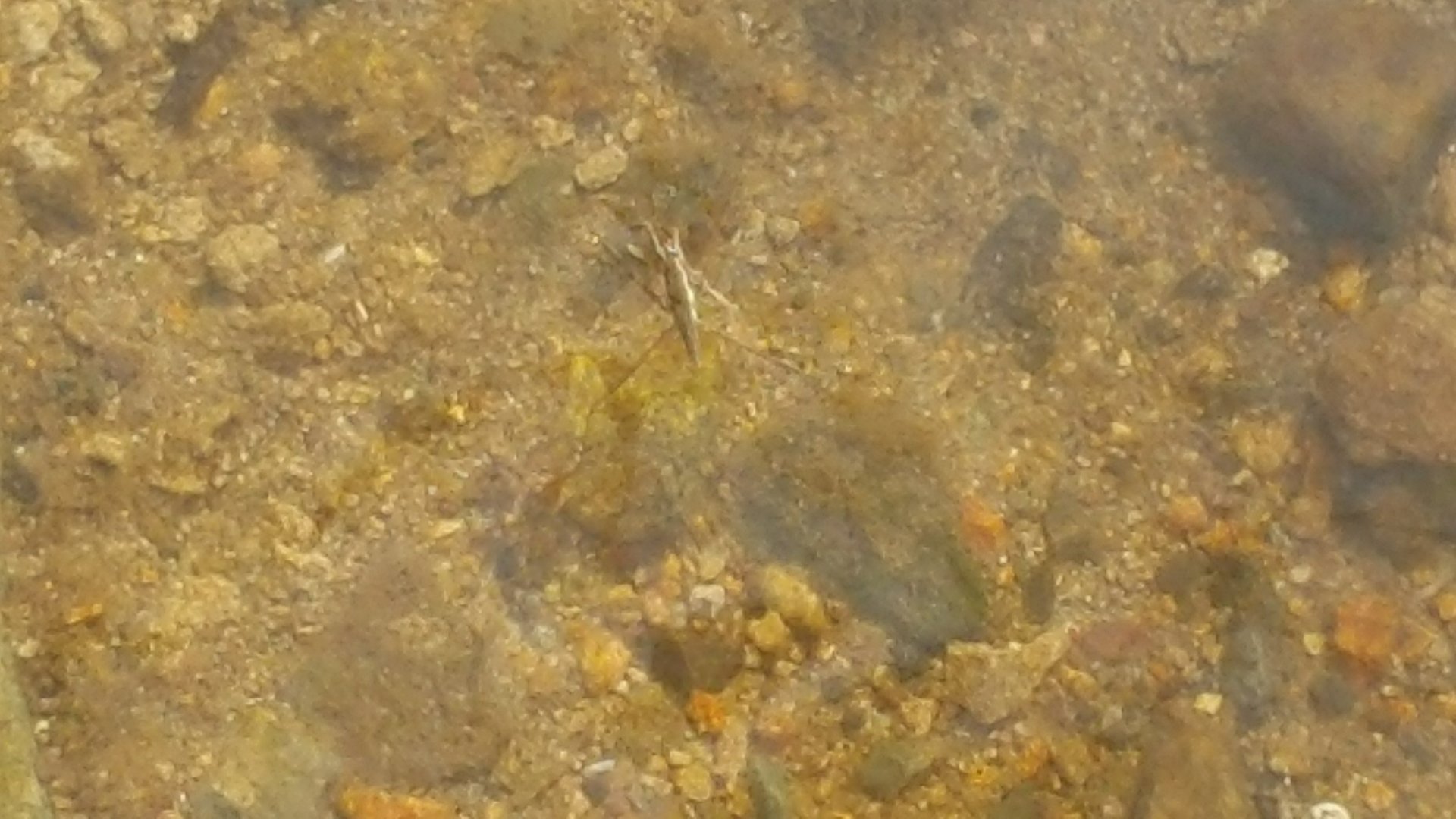 Pond Skater