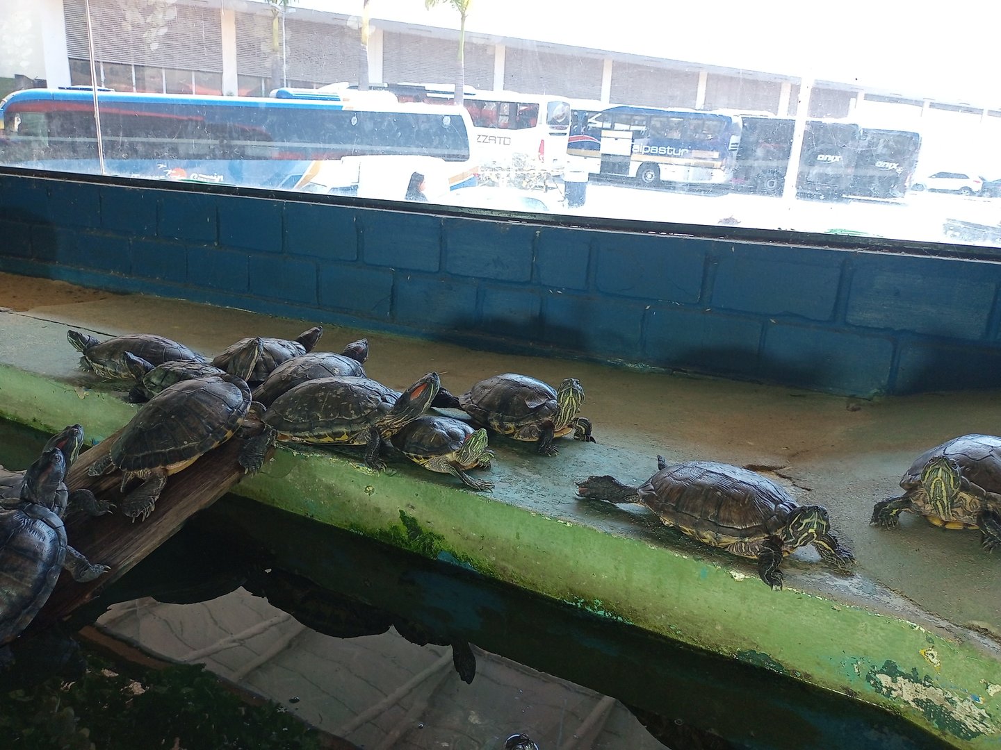 Pond slider/dorbignys slider