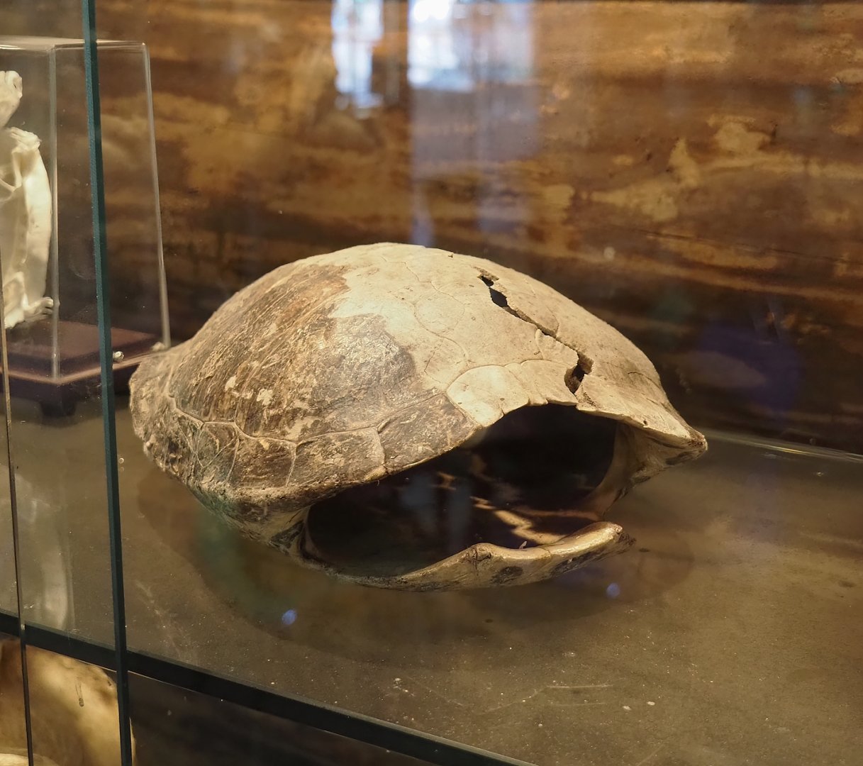 Pond slider shell (Trachemys scripta, 2025-04-12