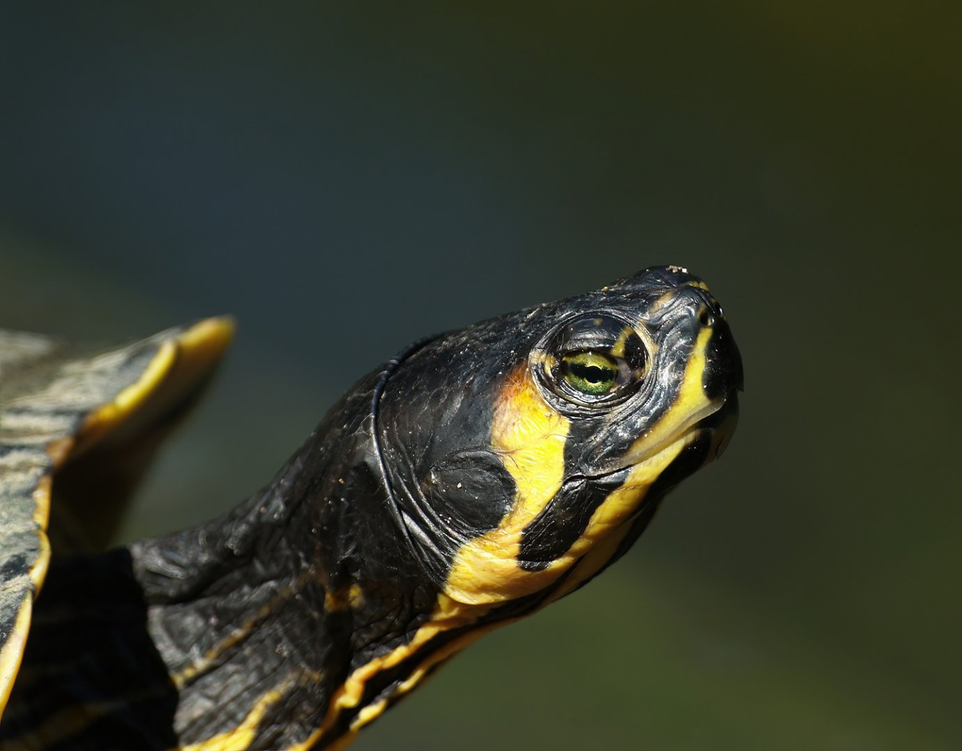 Pond slider (Trachemys scripta), 2008-08-06