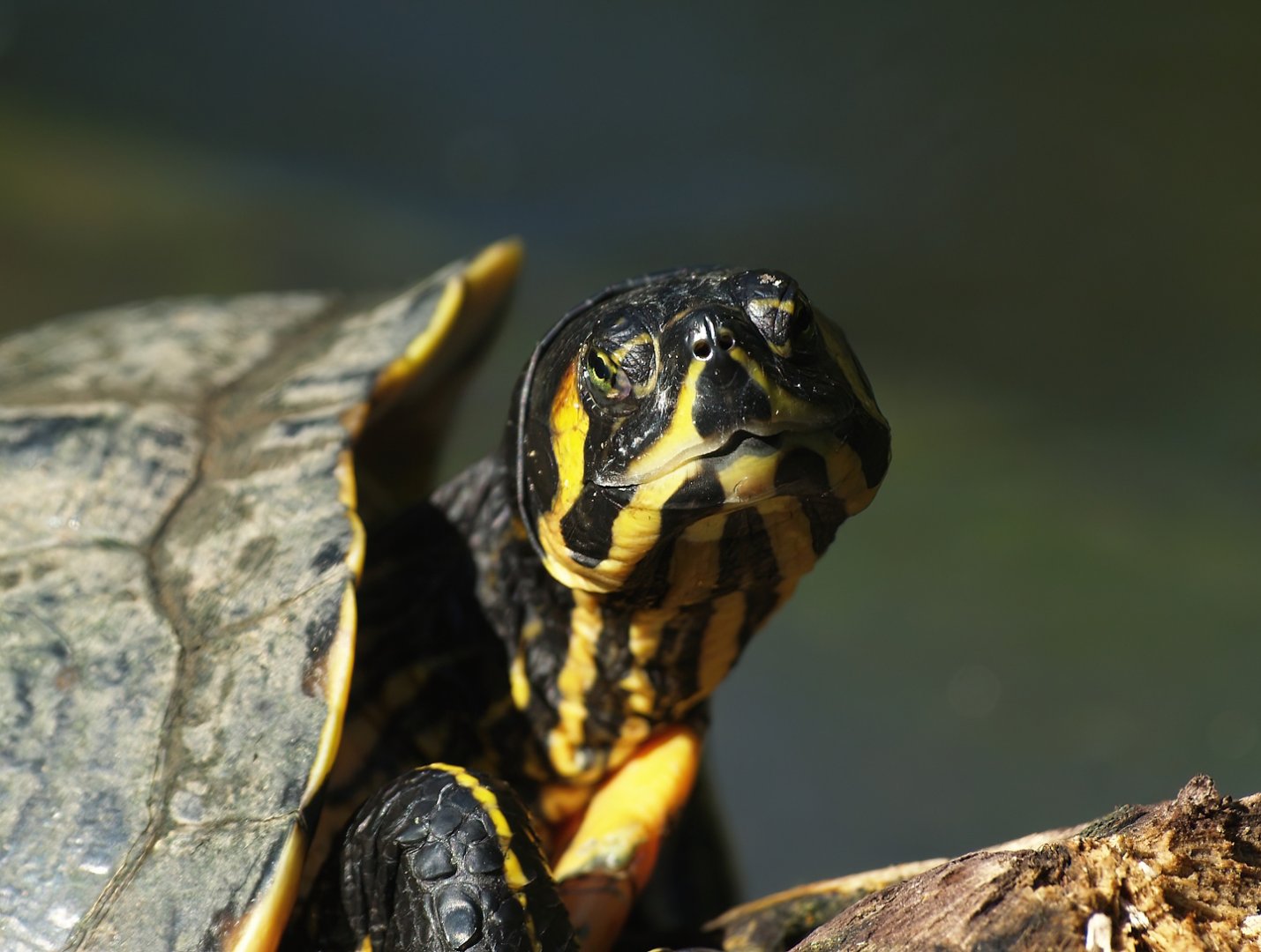 Pond slider (Trachemys scripta), 2008-08-06