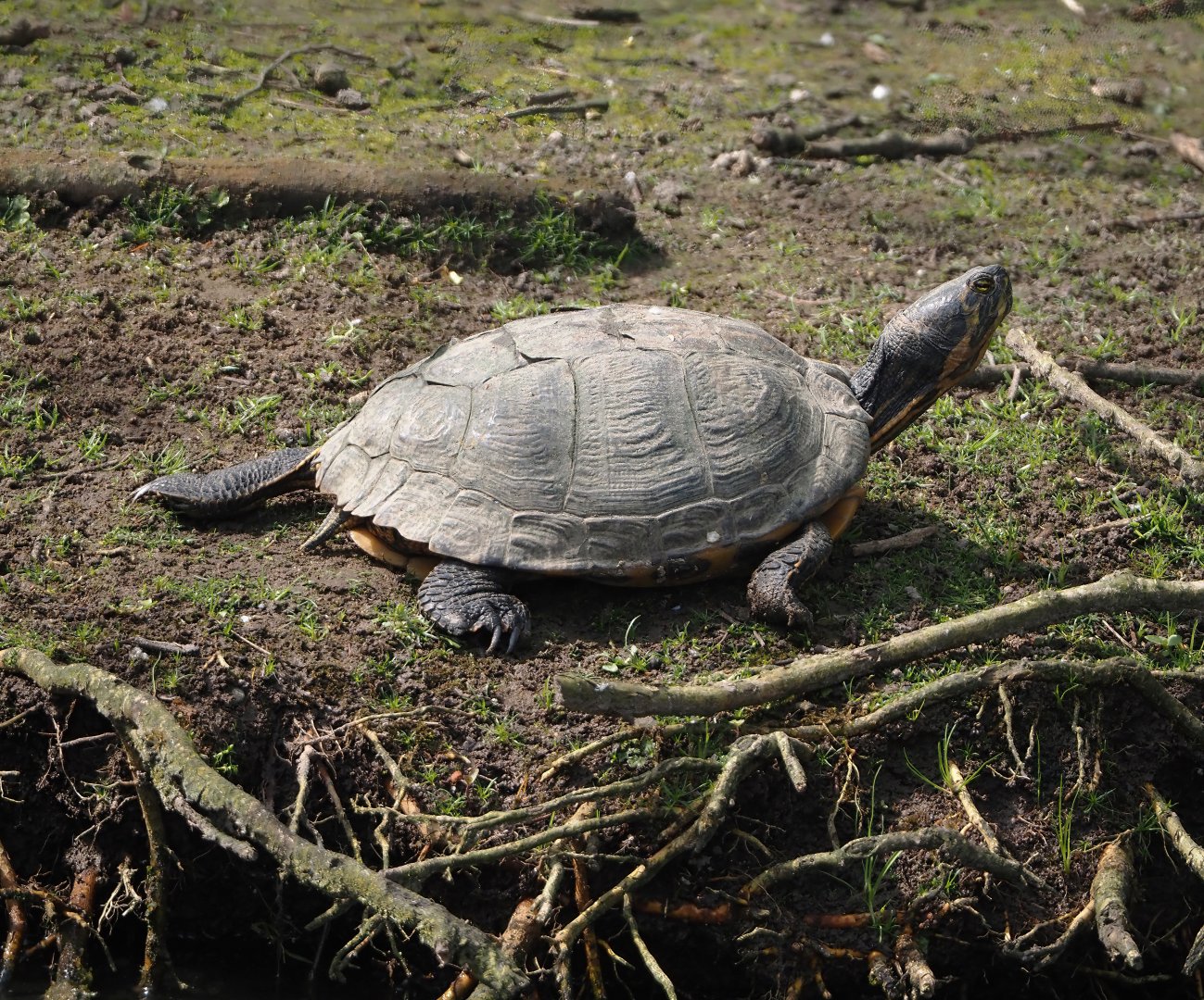Pond slider (Trachemys scripta), 2024-05-11