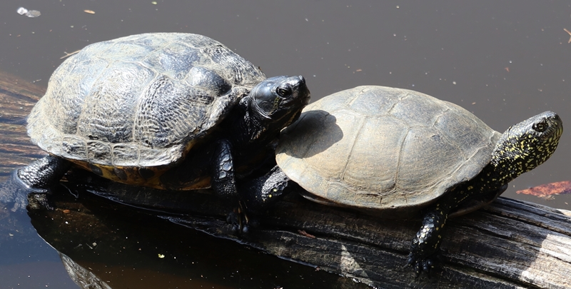 Pond slider (Trachemys scripta) and European pond turtle (Emys orbicularis)