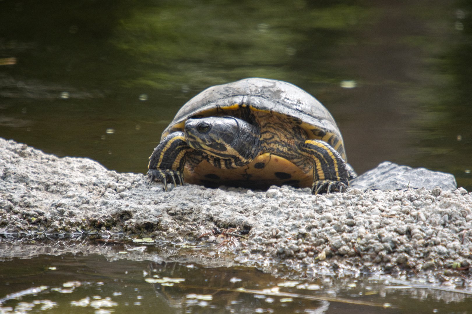 Pond slider (Trachemys scripta) subspecies ID?