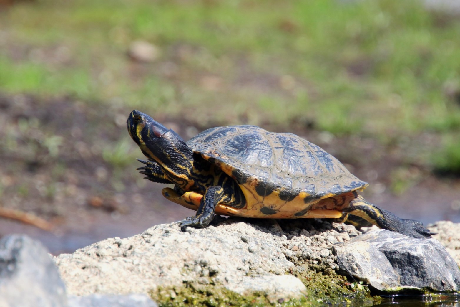 Pond slider (Trachemys scripta) subspecies ID?