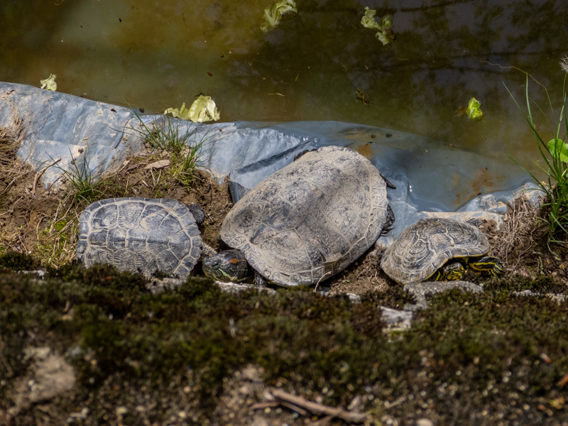 Pond slider (Trachemys scripta)