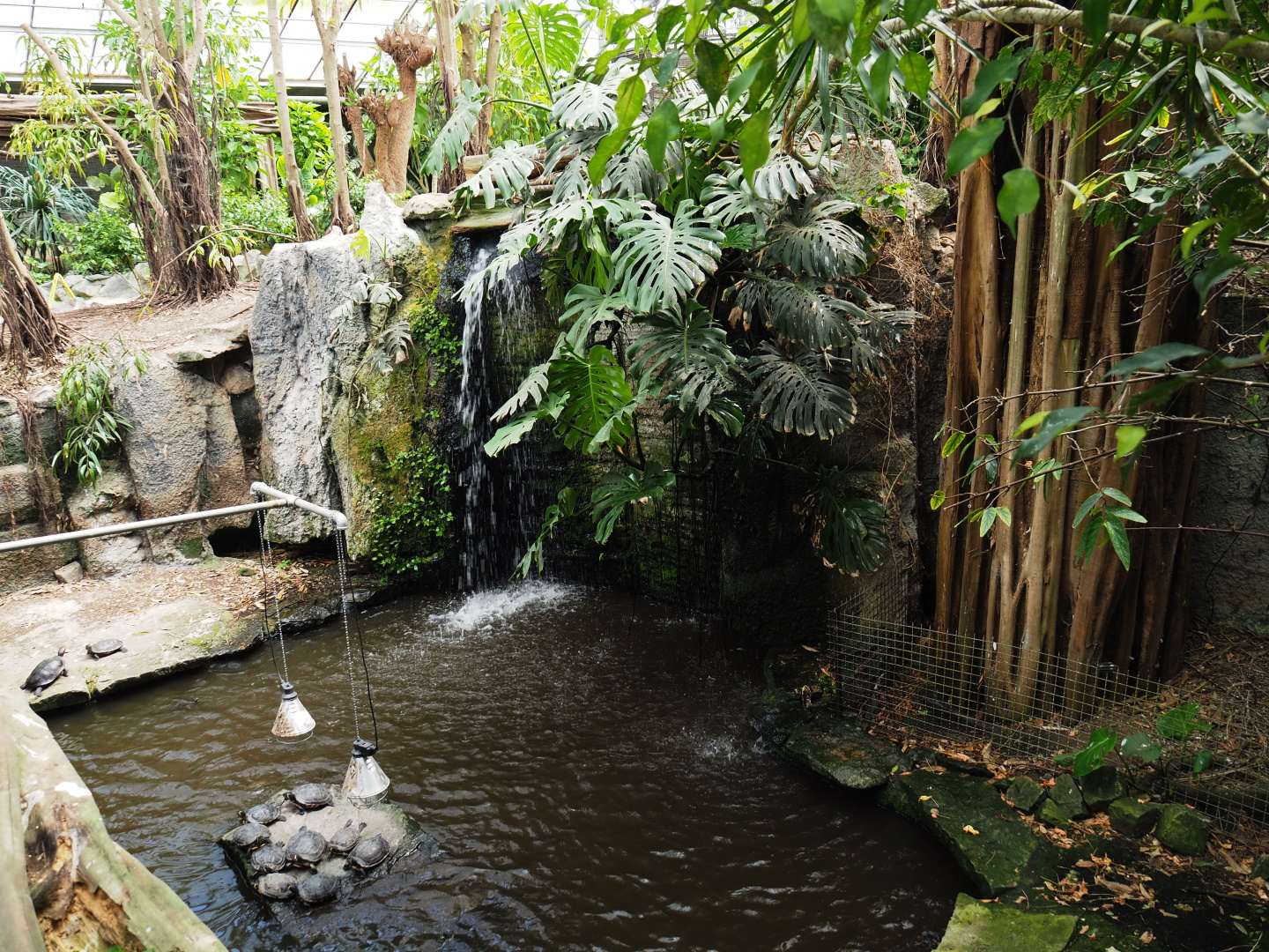 Pond slider turtle exhibit, 2021-06-15