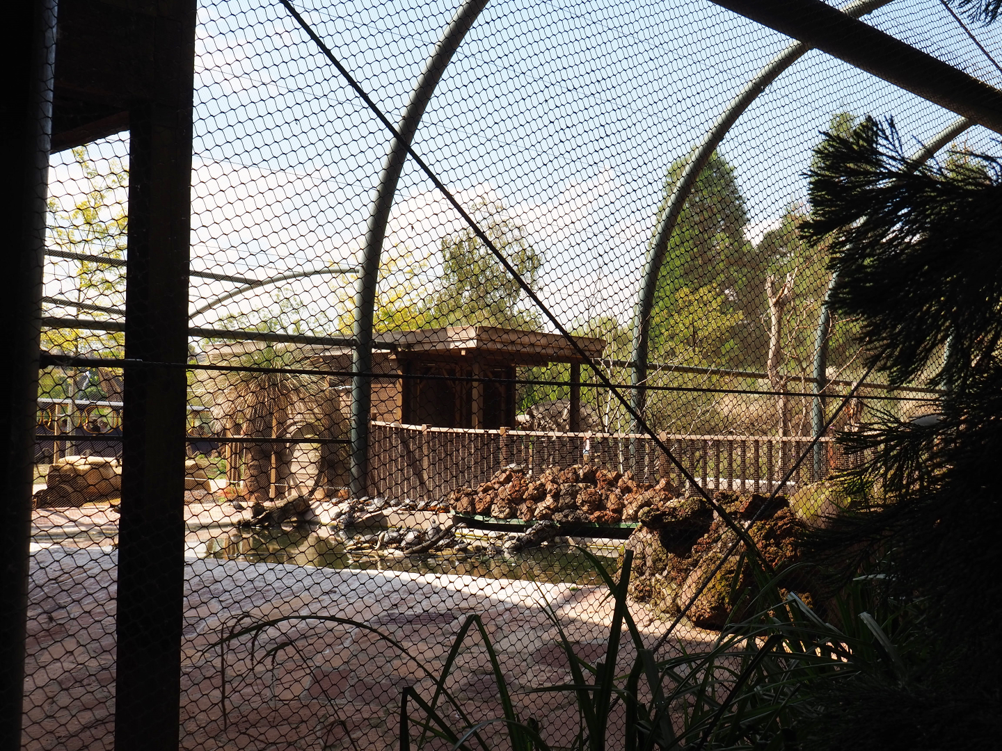 Pond slider turtle pond in Australian aviary, 2020-09-02
