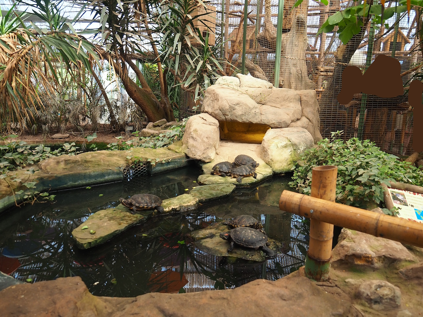 Pond slider turtle pond in aviary section of tropical building, 2023-05-19