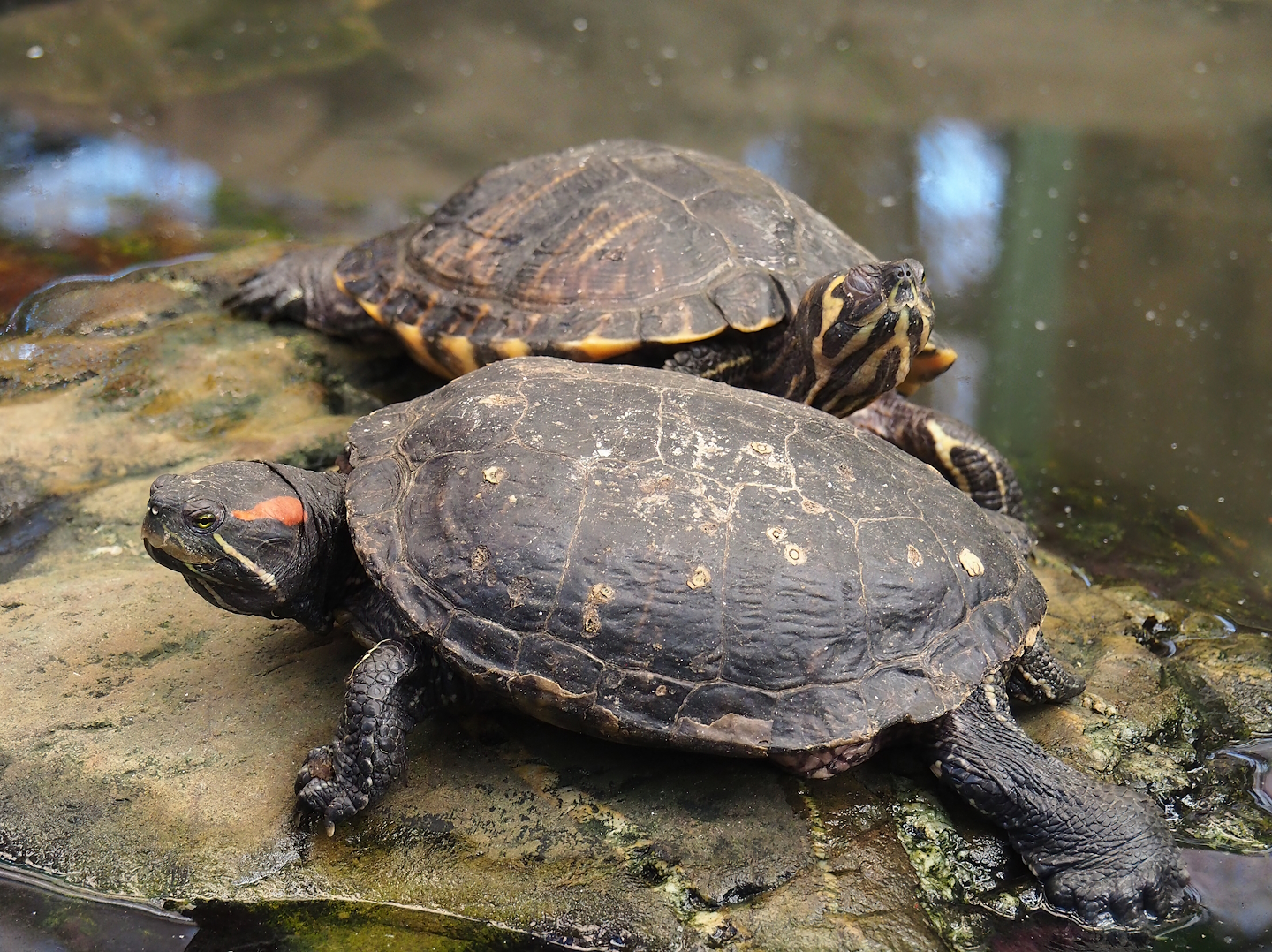 Pond slider turtles (Trachemys scripta), 2023-05-19