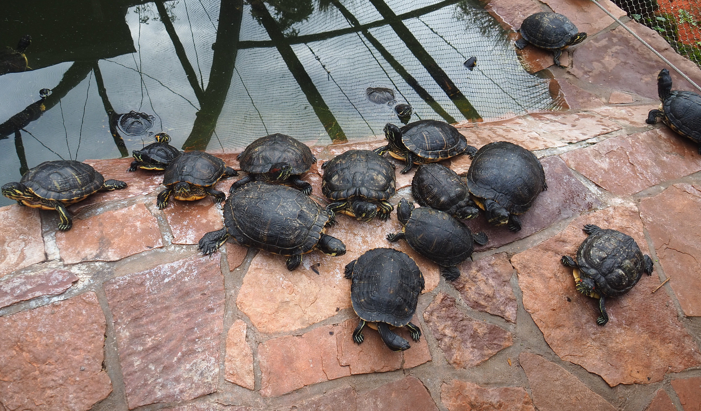 Pond sliders (Trachemys scripta), 2022-09-15