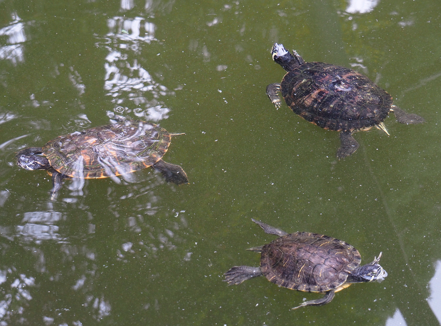 Pond sliders (Trachemys scripta), 2022-09-15