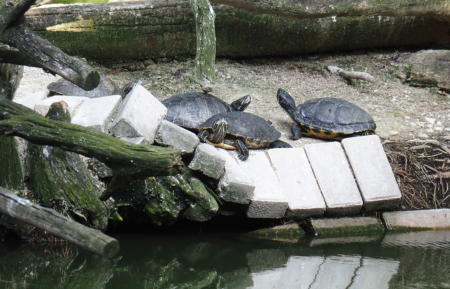 Pond sliders (Trachemys scripta), 2024-06-08