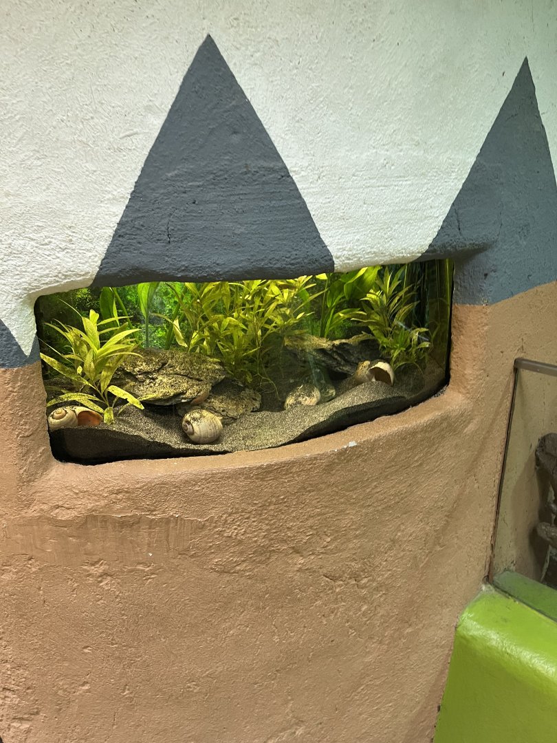 Pond snail exhibit 13.7.25