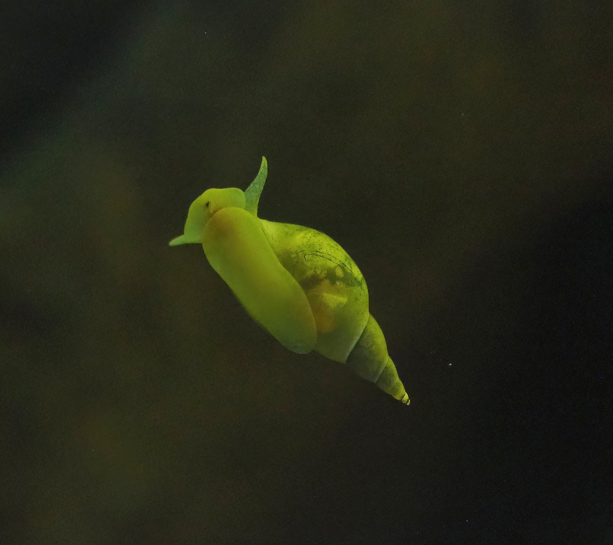 Pond snails (Lymnaea stagnalis), 2023-07-18