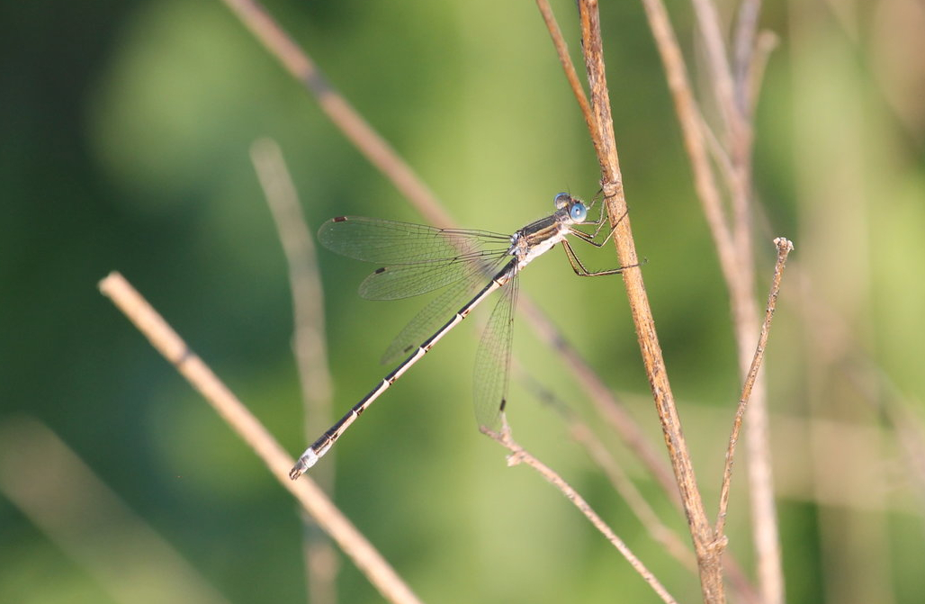 Pond Spreadwing (Lestes sp.)