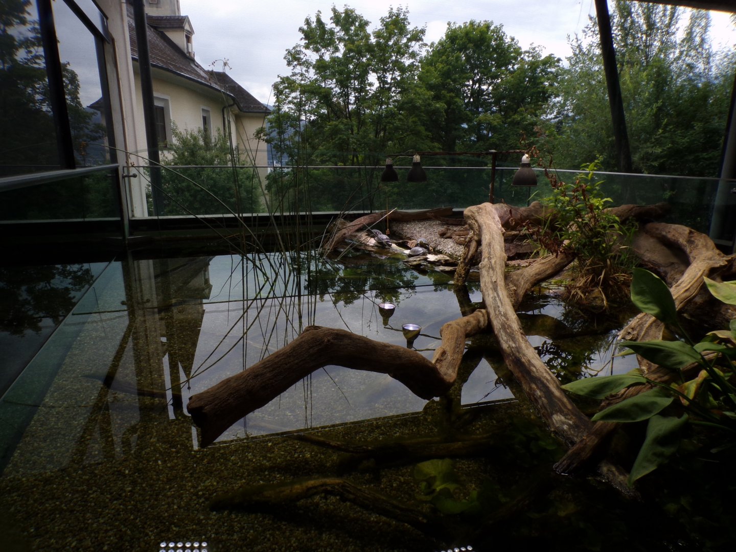 Pond terrapin exhibit 9.7.25