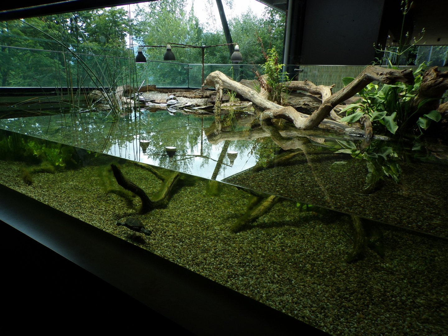 Pond terrapin exhibit 9.7.25