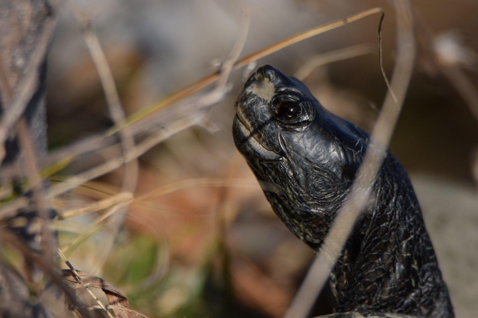 Pond turtle ID