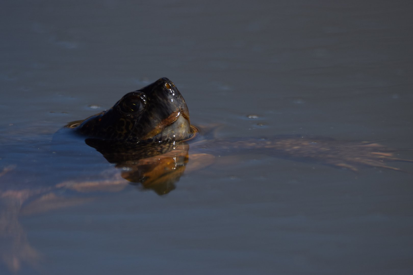Pond turtle ID