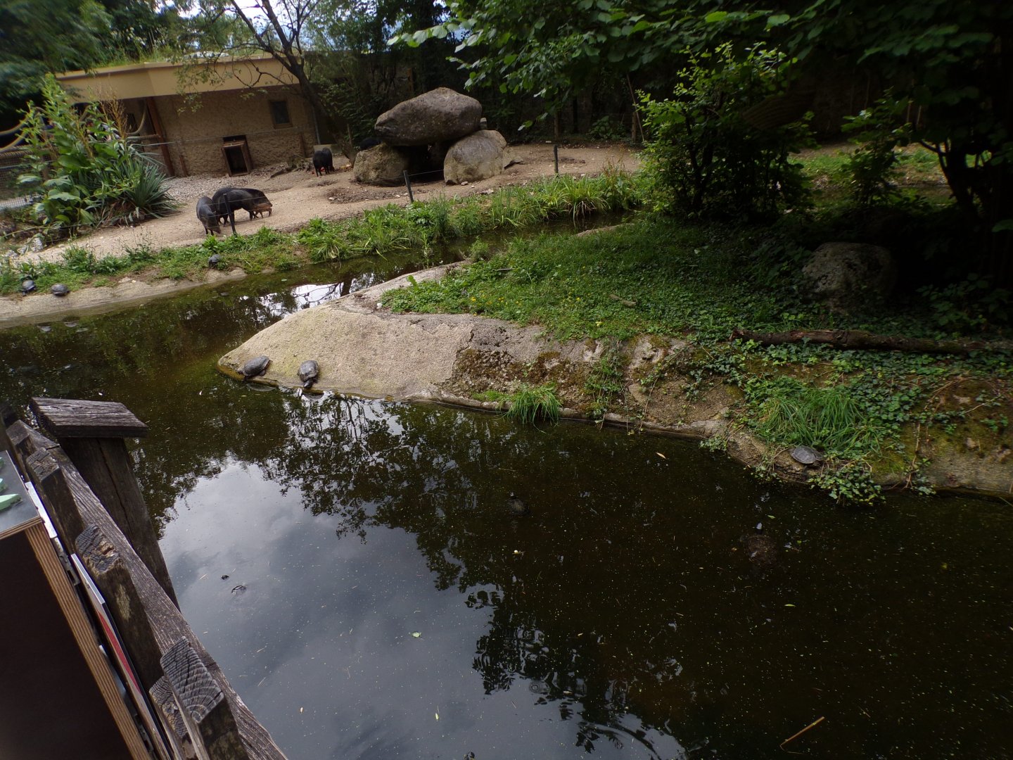 Pond turtles and peccaries 13.7.25