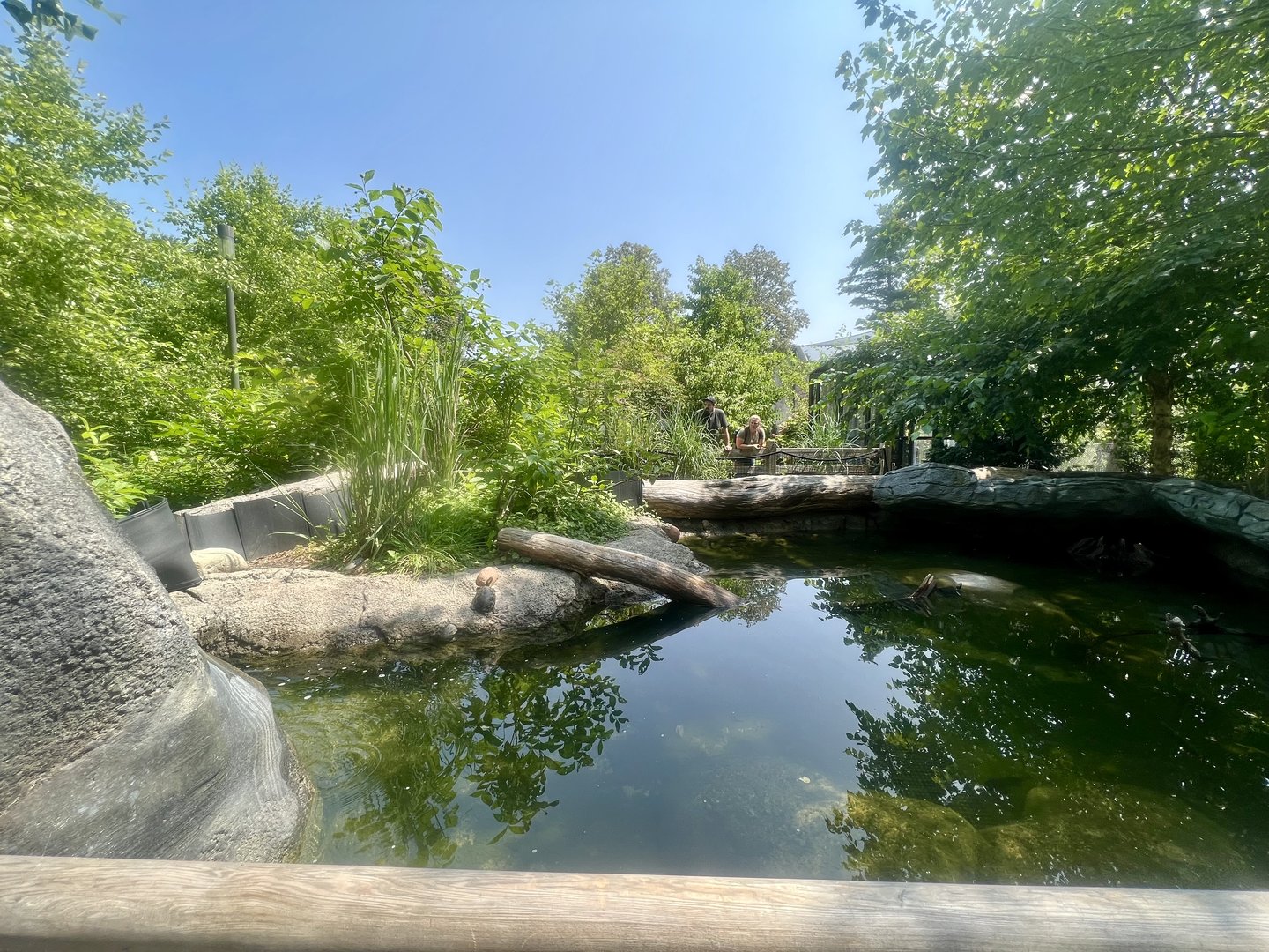 Pond Turtles Exhibit