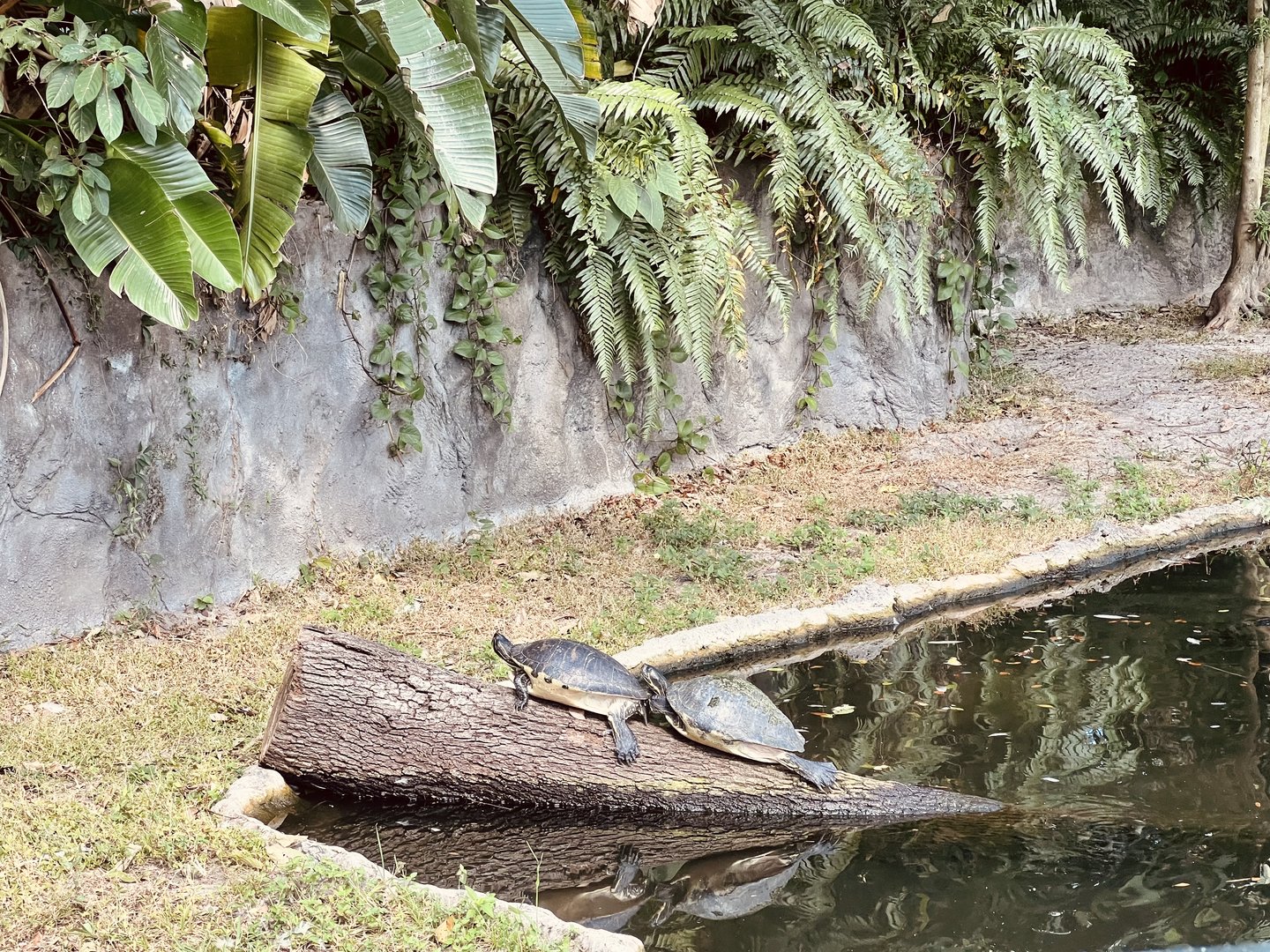 Pond Turtles