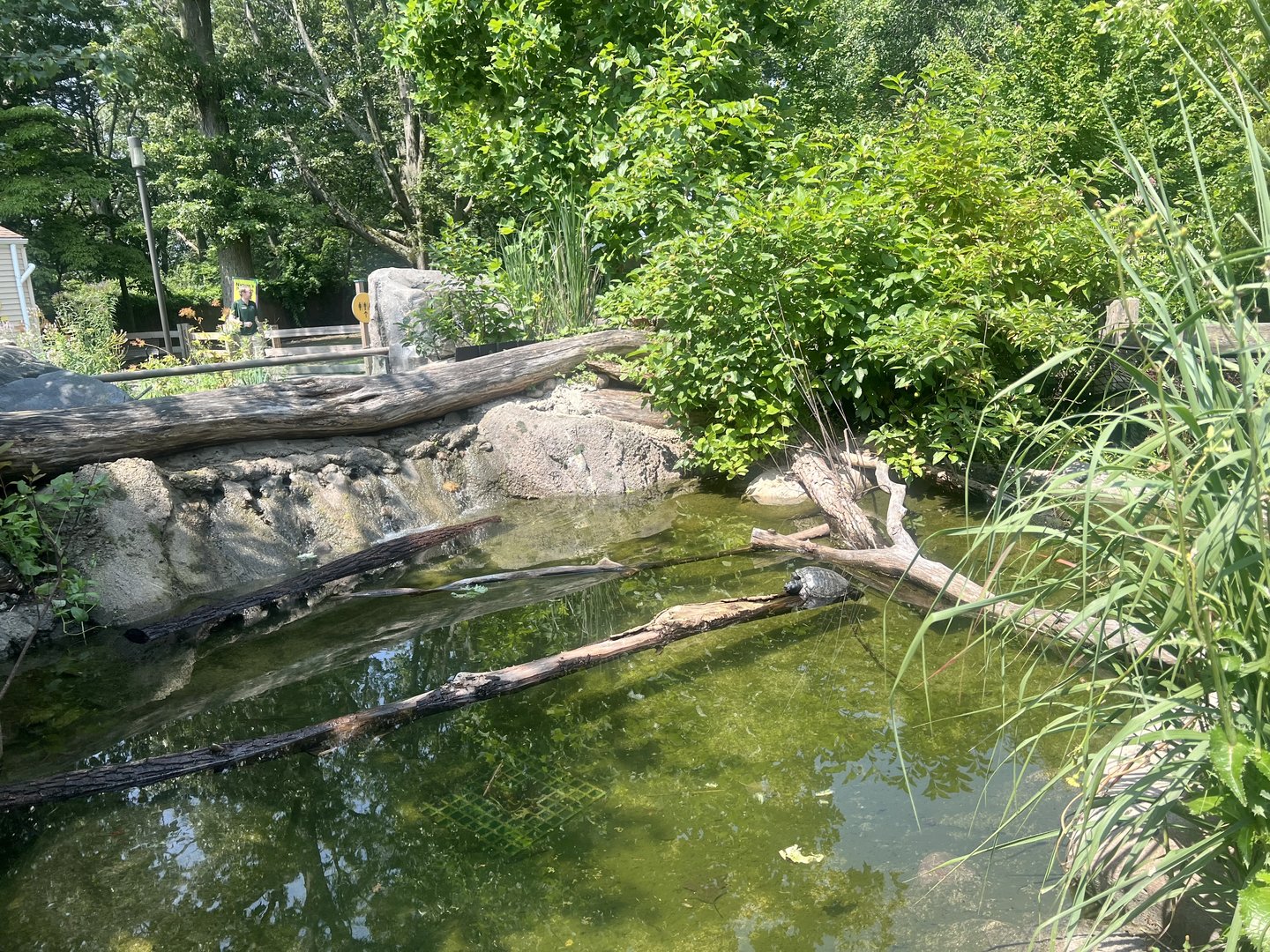 Pond Turtles
