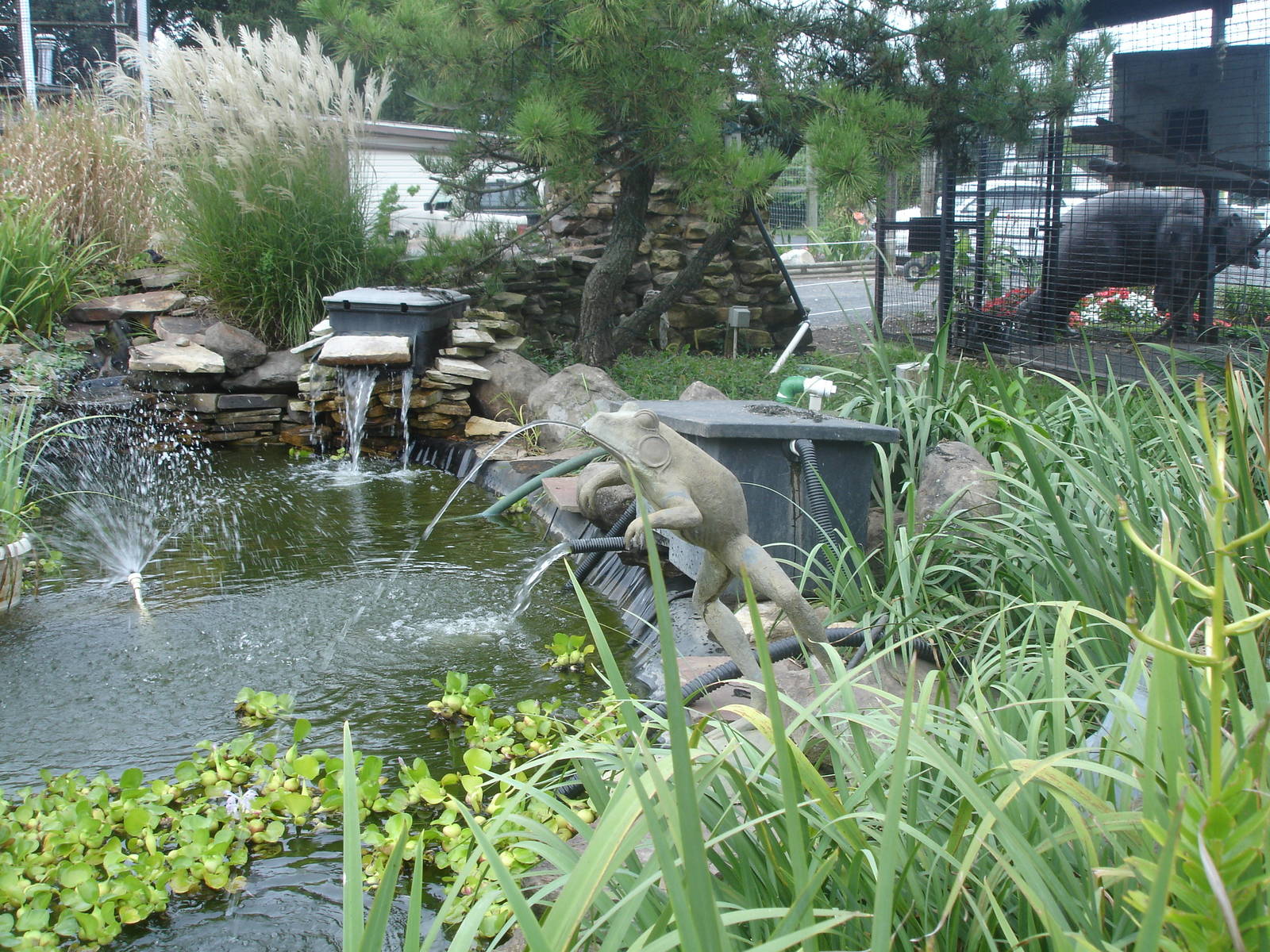 Pond w/frog sculpture