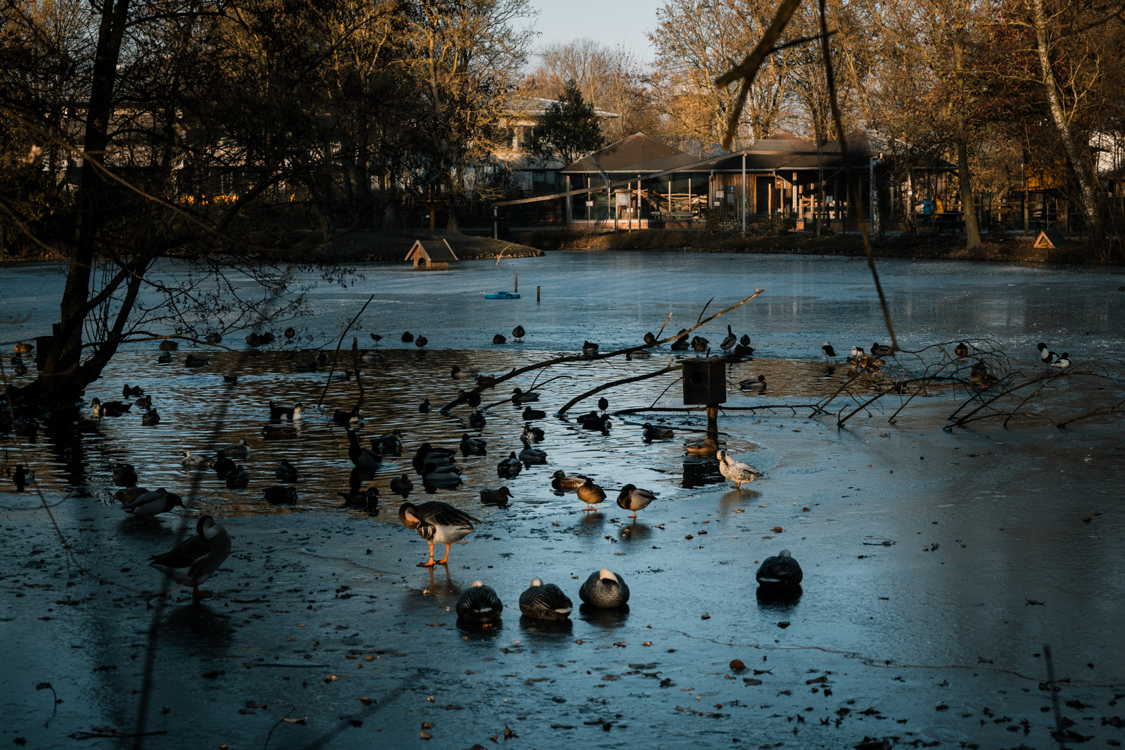 Pond with a lot of waterrfowl