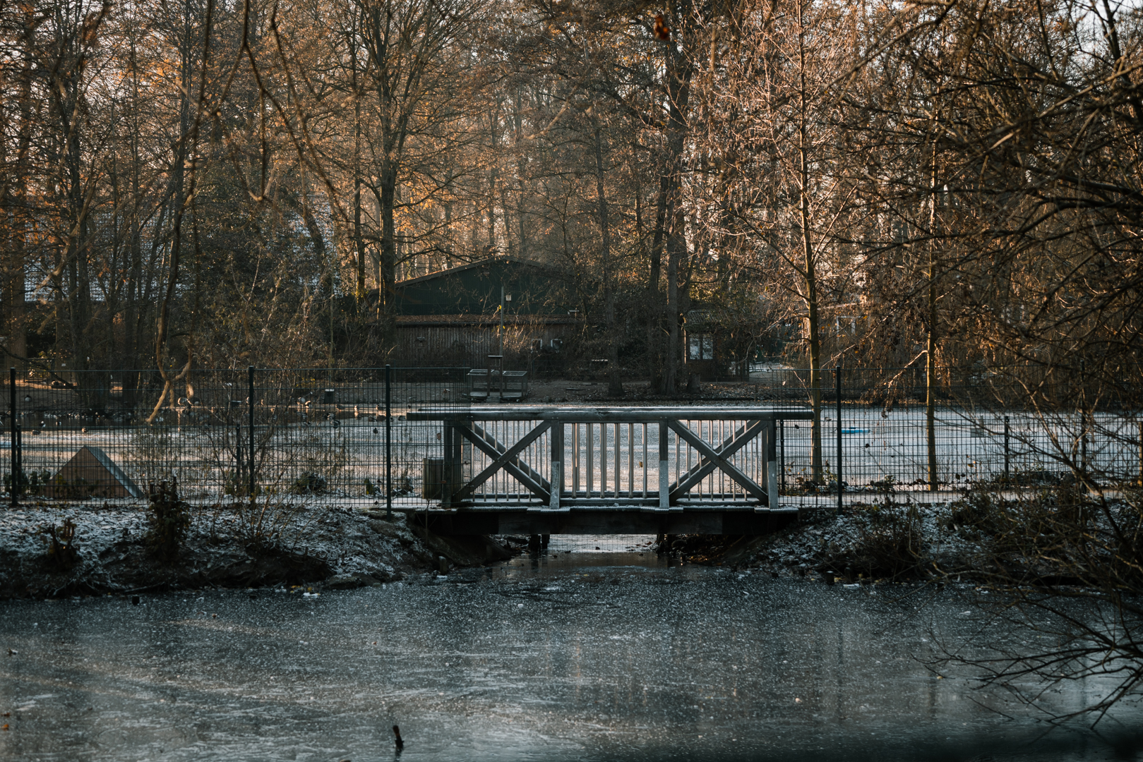 Pond with a lot of waterrfowl