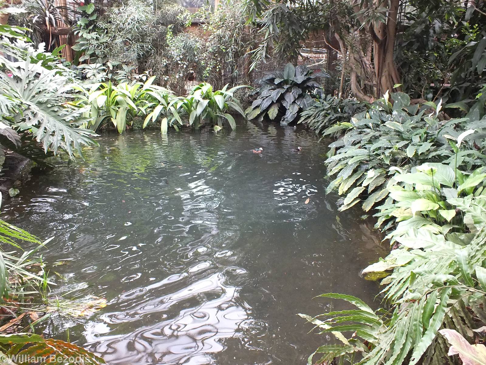 Pond with African Pygmy Geese and Little Grebes - Free Flight Aviary
