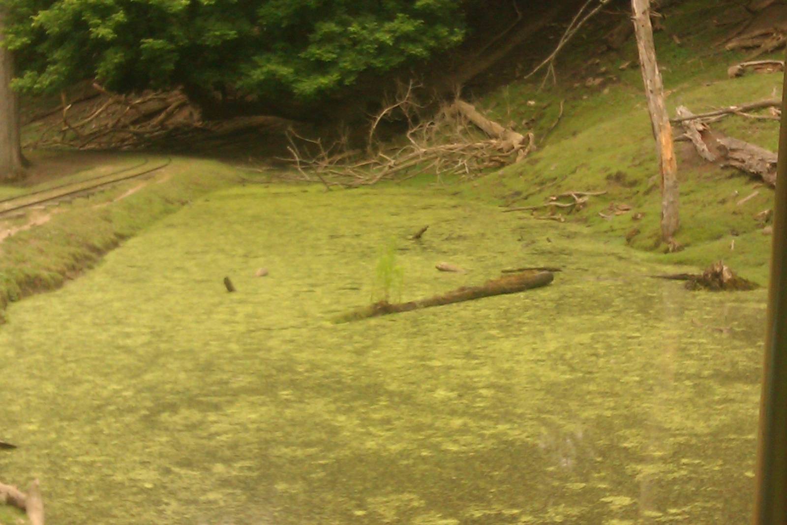Pond with Duckweed floating on top