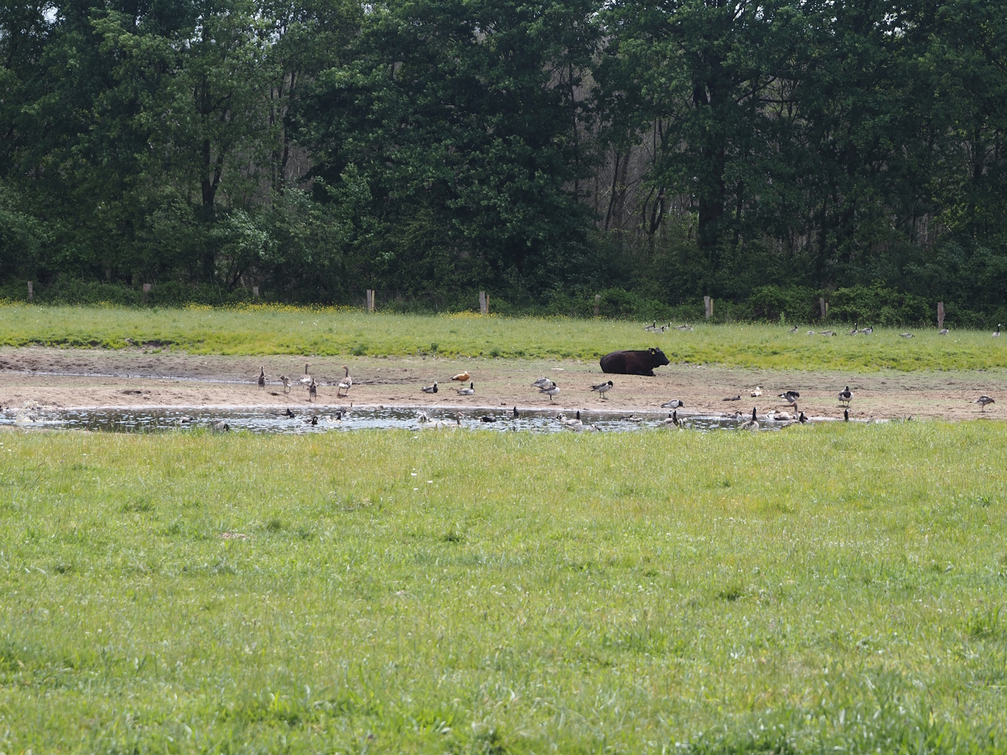 Pond with geese in cattle meadow, Zwillbrocker Venn, 2025-05-26