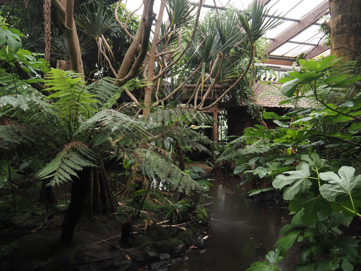 Pond with island with Pandanus tectorius in Jungle Trail, 2024-05-22