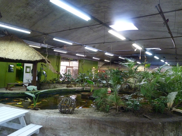 Pond with koi and turtles