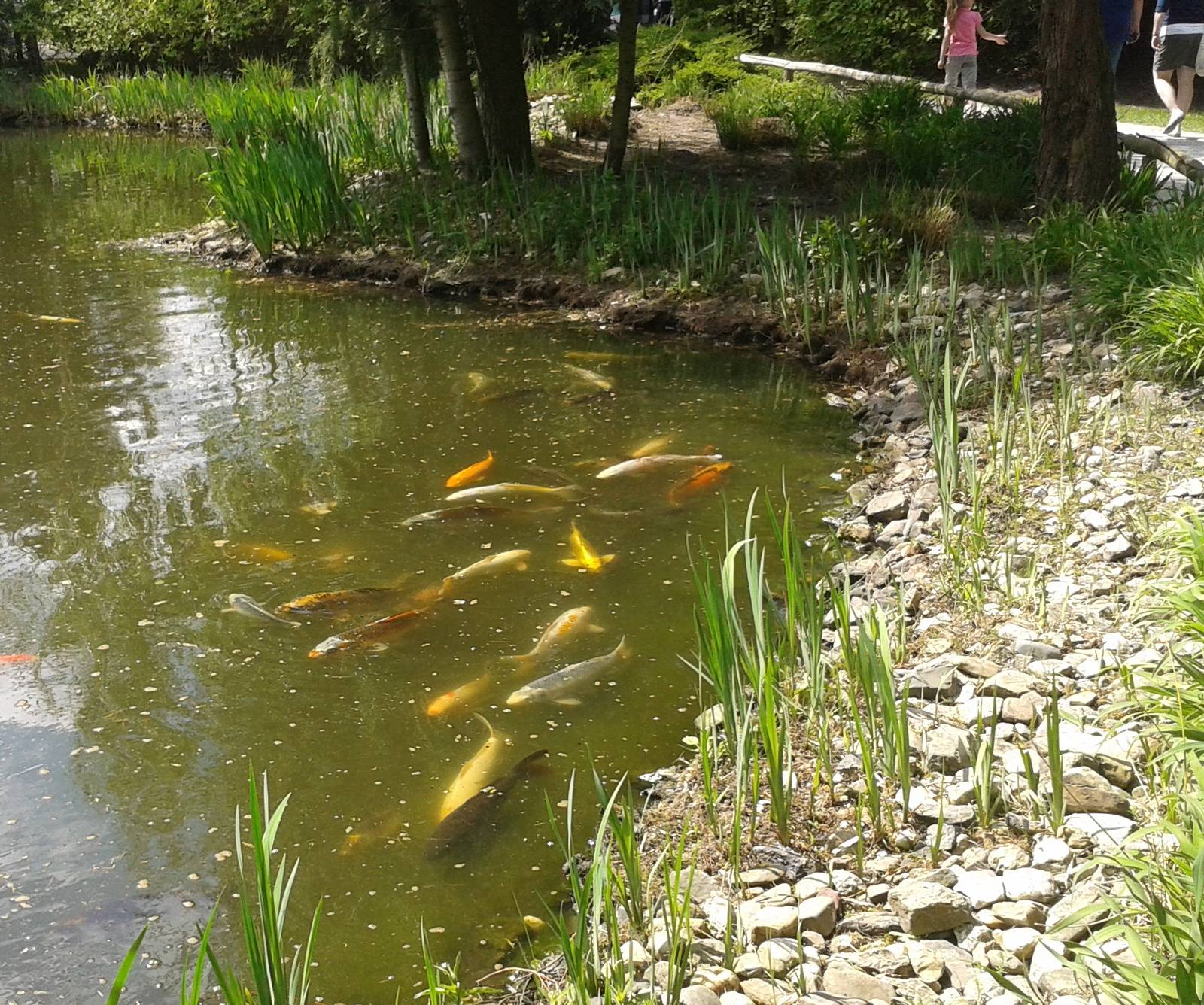 pond with koi-carps