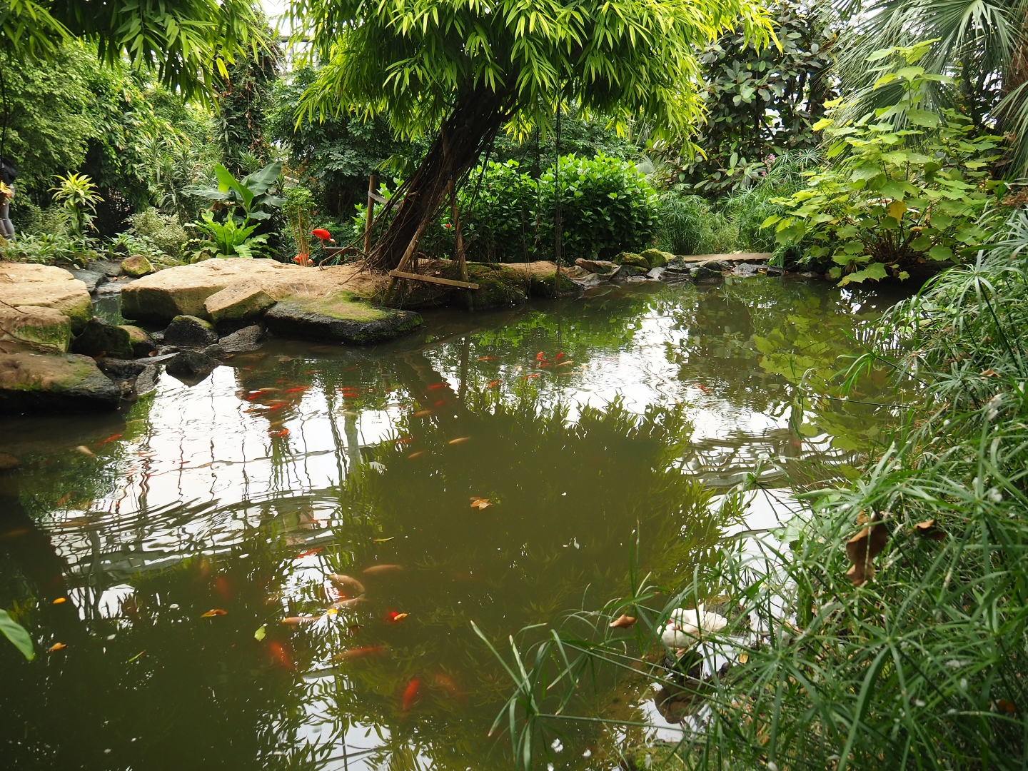 Pond with koi in the Tropical hall (Aug 28th, 2018)