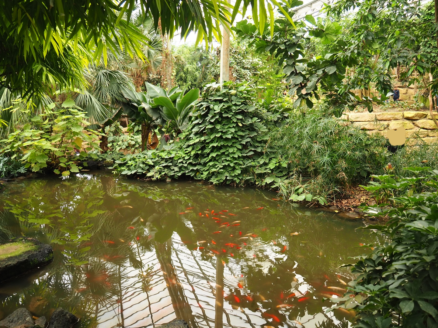 Pond with koi in the Tropical hall (Aug 28th, 2018)