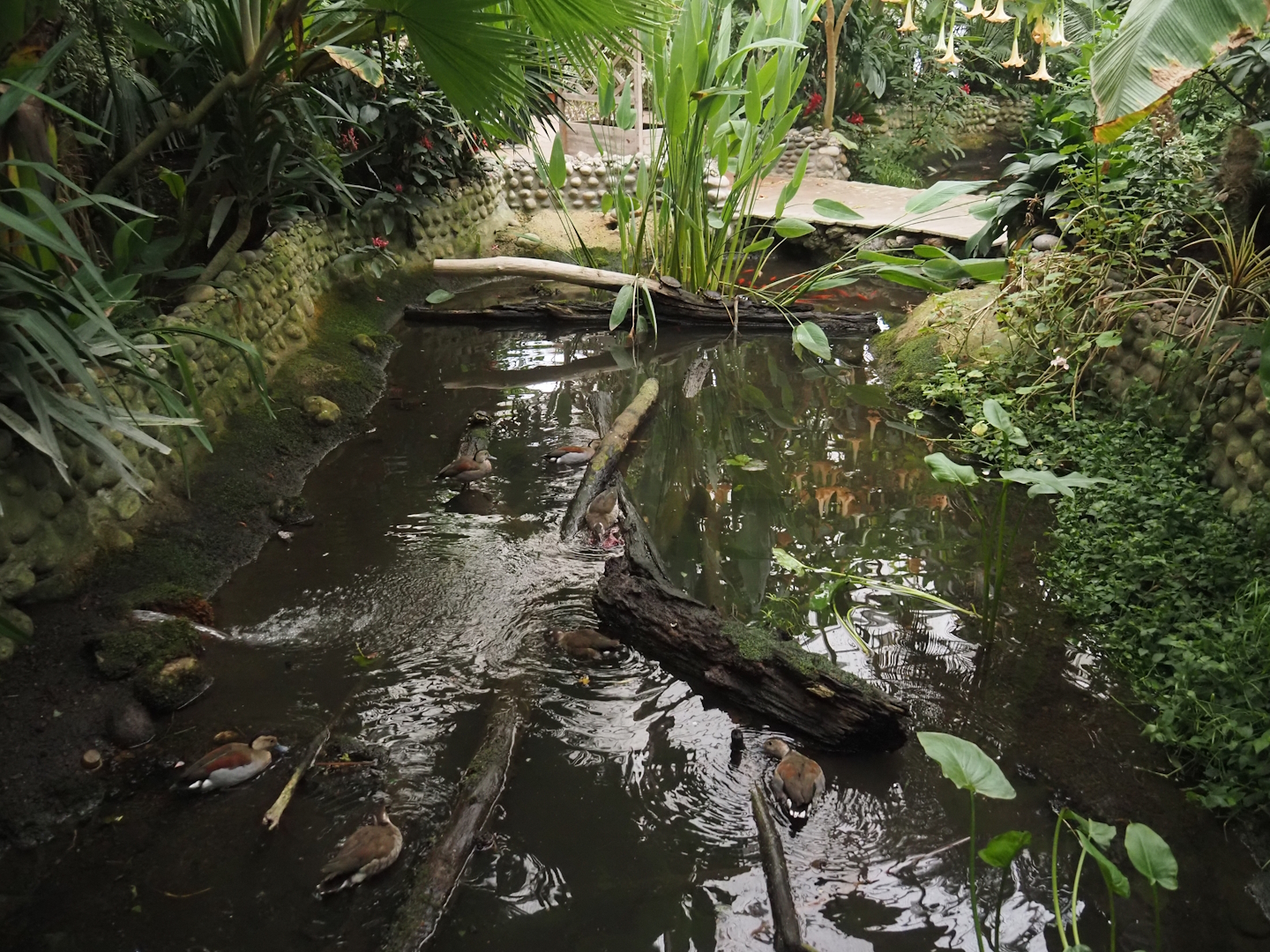 Pond with slider turtles and ringed teals in the Oasis greenhouse, 2024-09-17