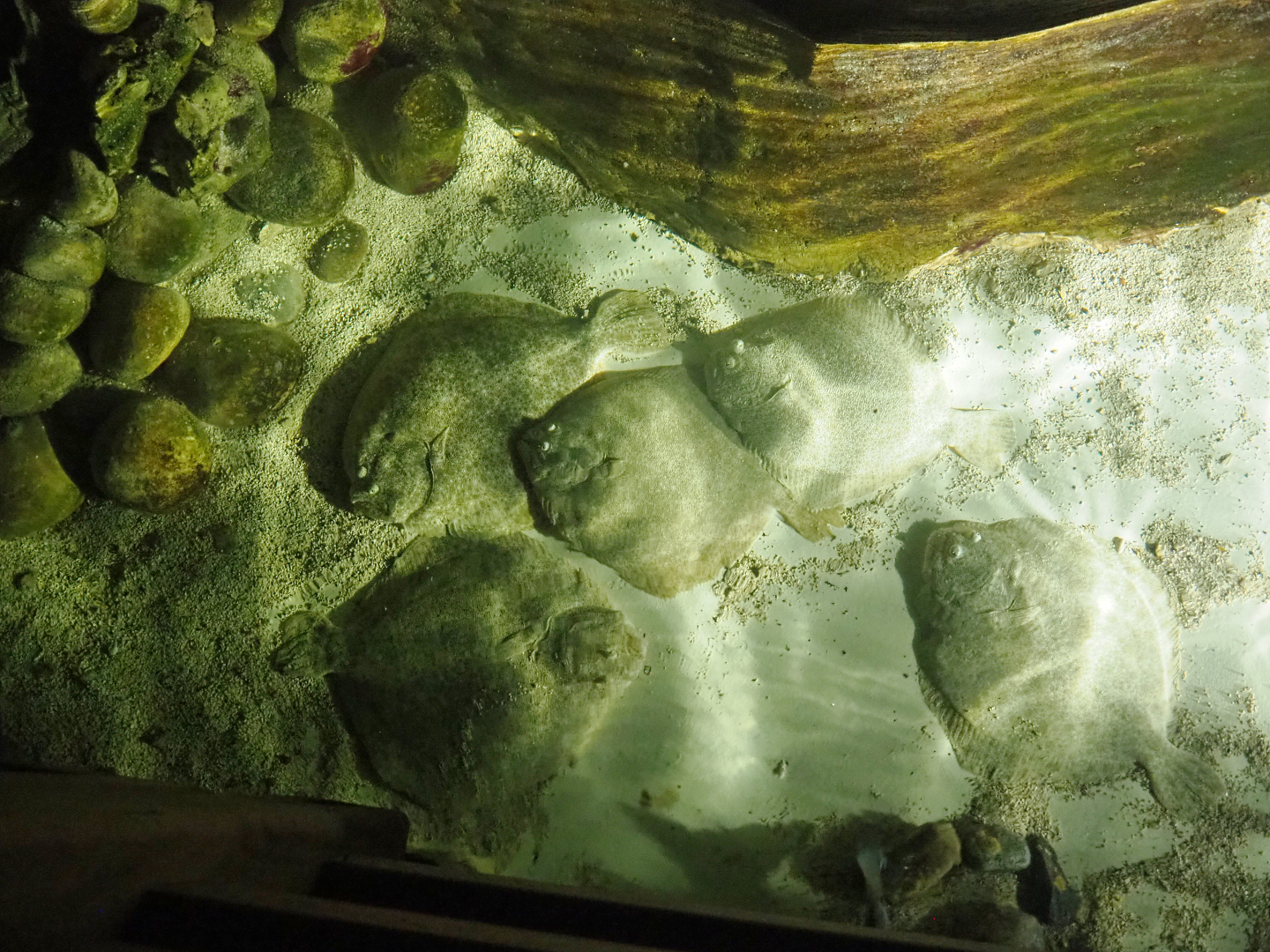 Pond with very large turbots, 2022-09-14