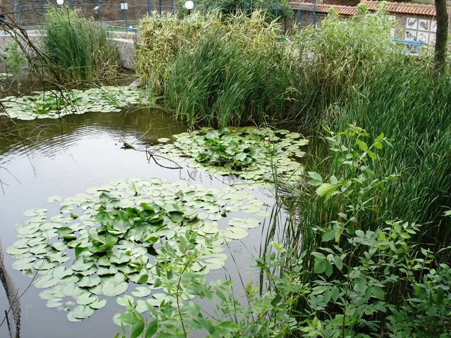 pond