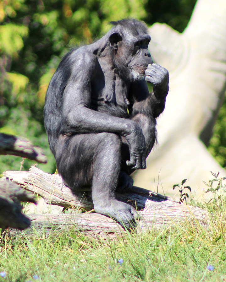 Pondering Chimpanzee