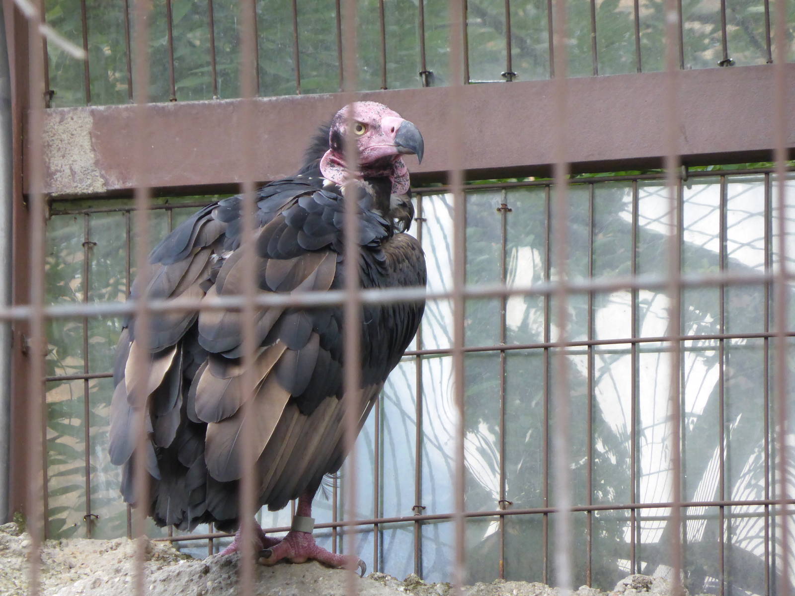Pondicherry vulture