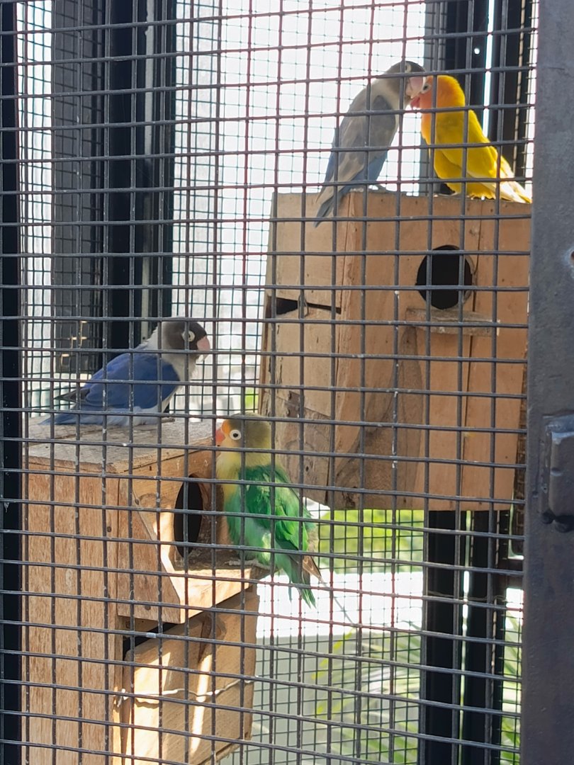 Pondok Indah Mall - Assorted Lovebirds