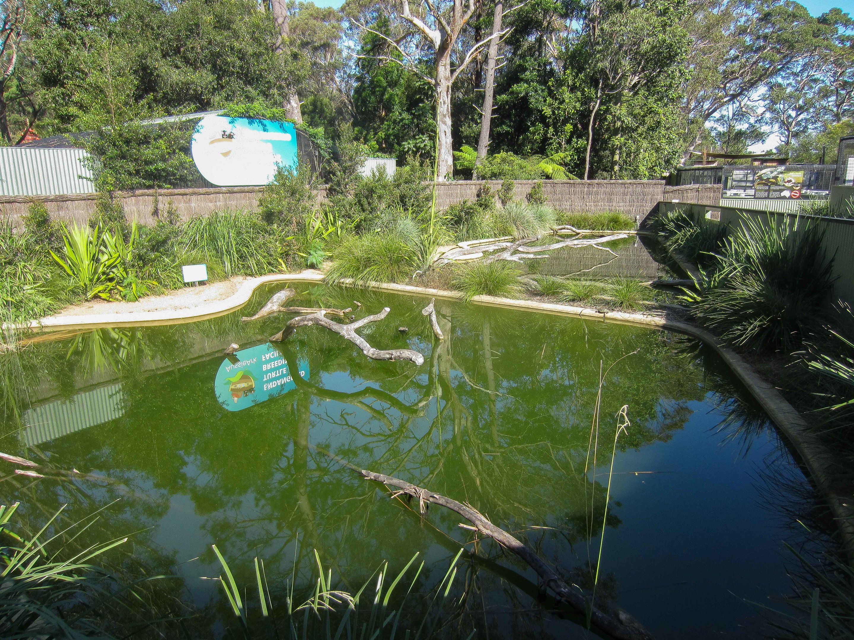 Ponds for Hunter River Turtles