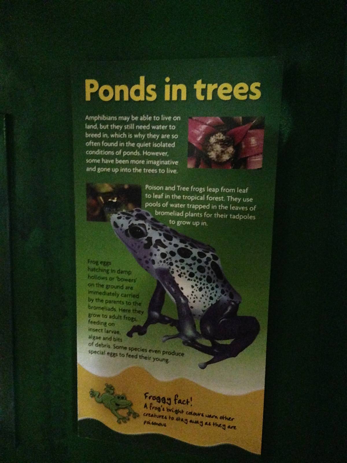 Ponds in Trees Frog Signage at Blue Planet Aquarium - 05/10/2013