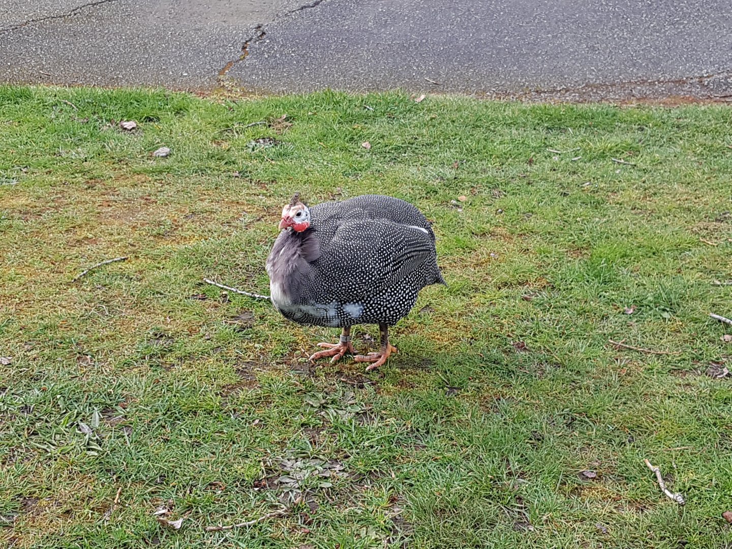 Pondu (Helmeted Guineafowl)