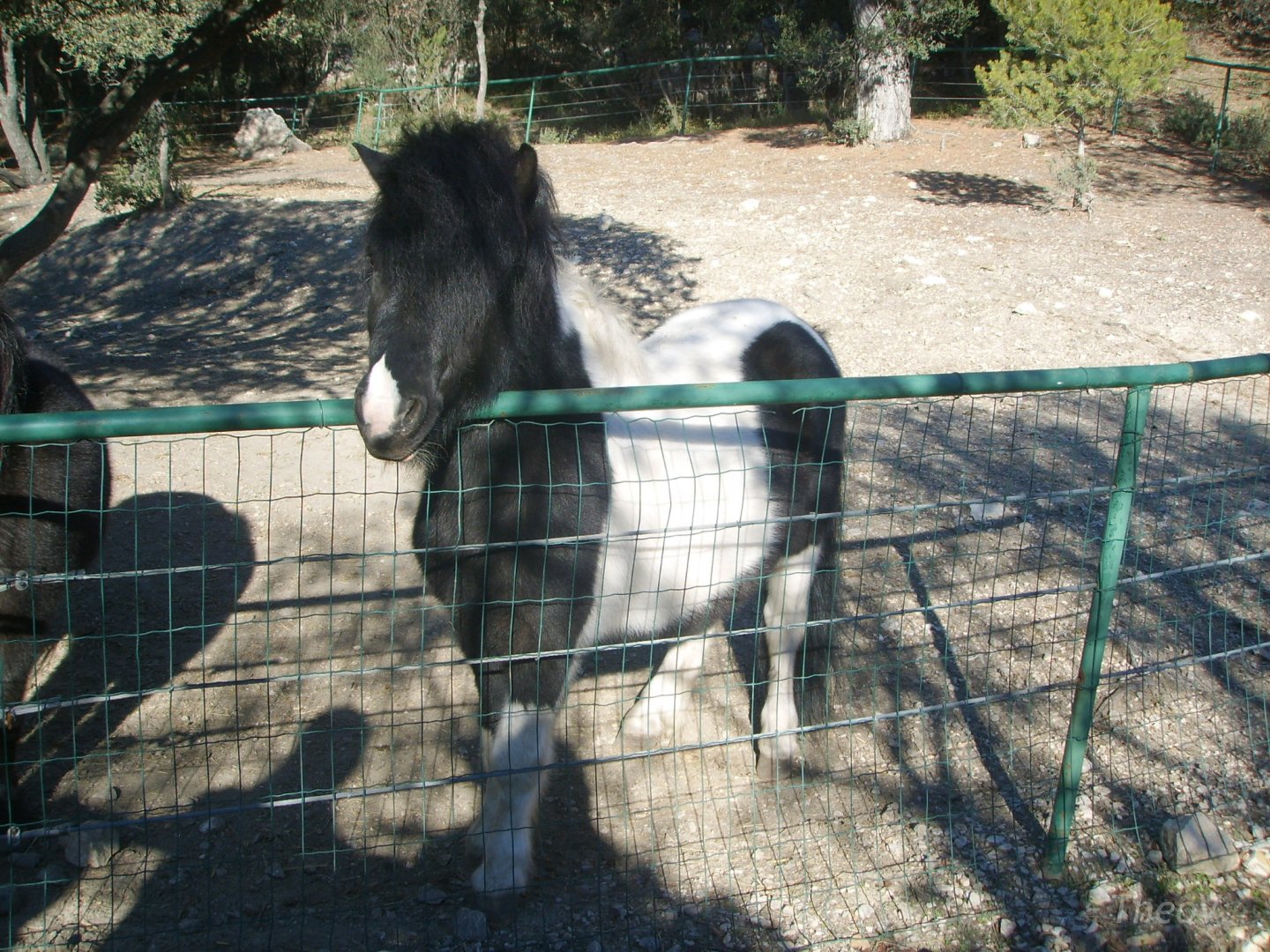 Poney [2008]
