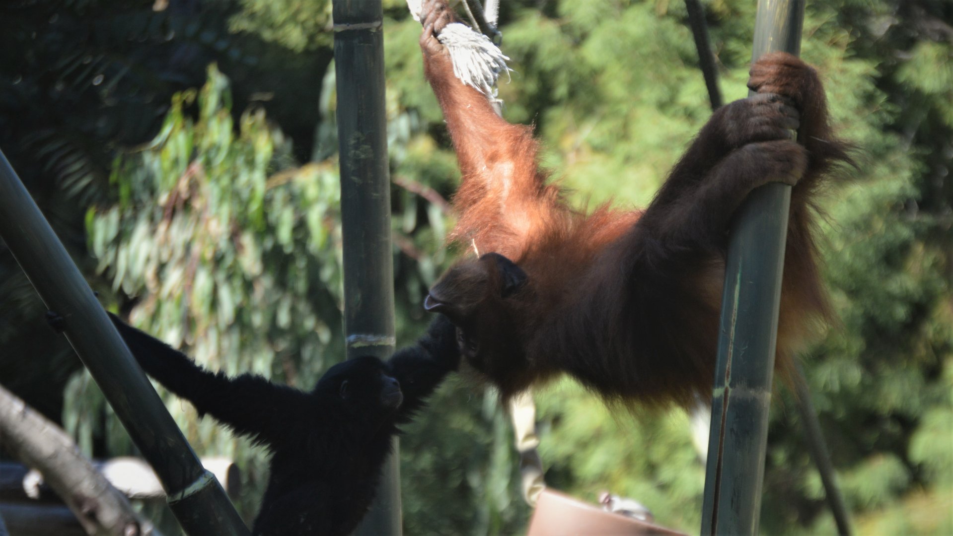 Pongo abelii "Aisha" and Symphalangus syndactylus "Sela"